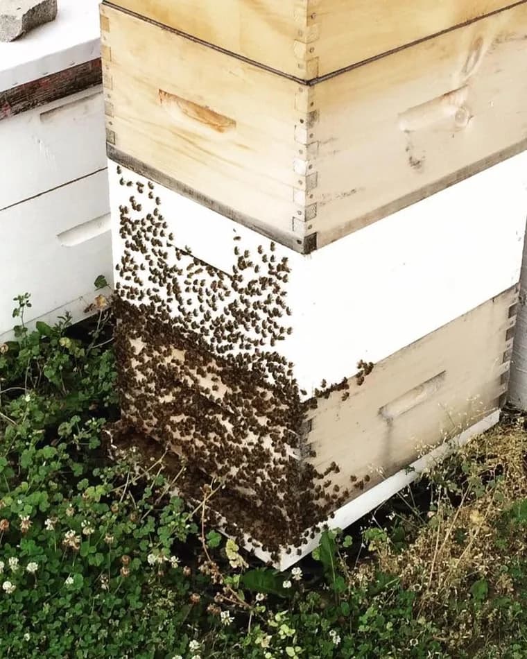 Two stacked beehive boxes standing in clover, with a dense cluster of bees bearding across the outside of the lower white box.