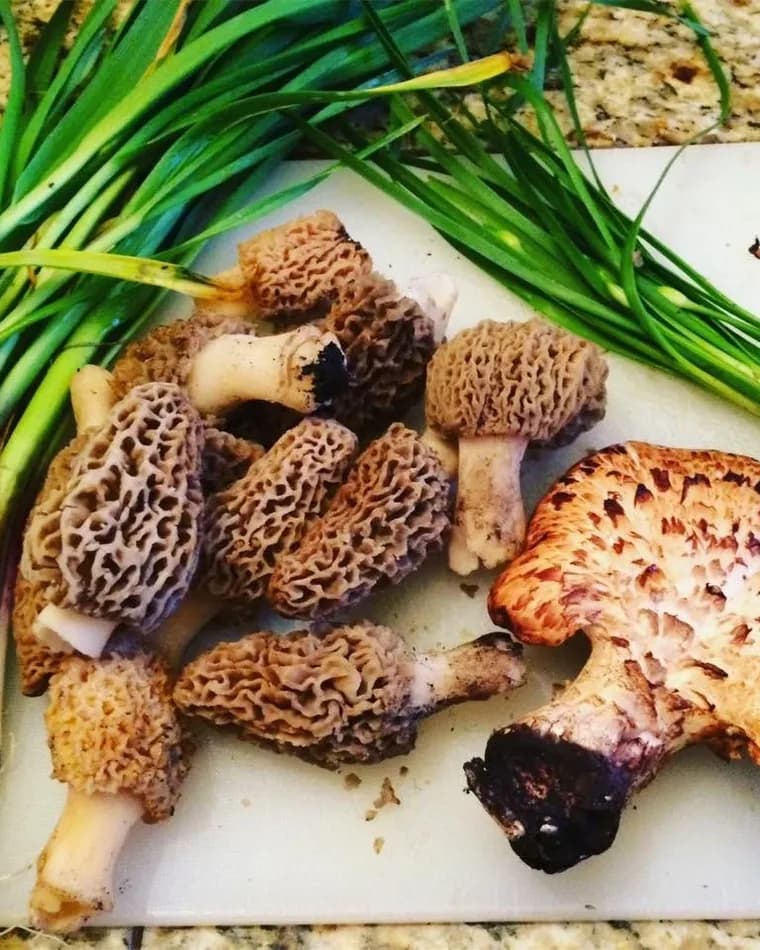 A morning's foraging laid out on a white cutting board: a pile of honeycomb-capped morels, one large scaly bracket mushroom, and a bundle of wild leeks.