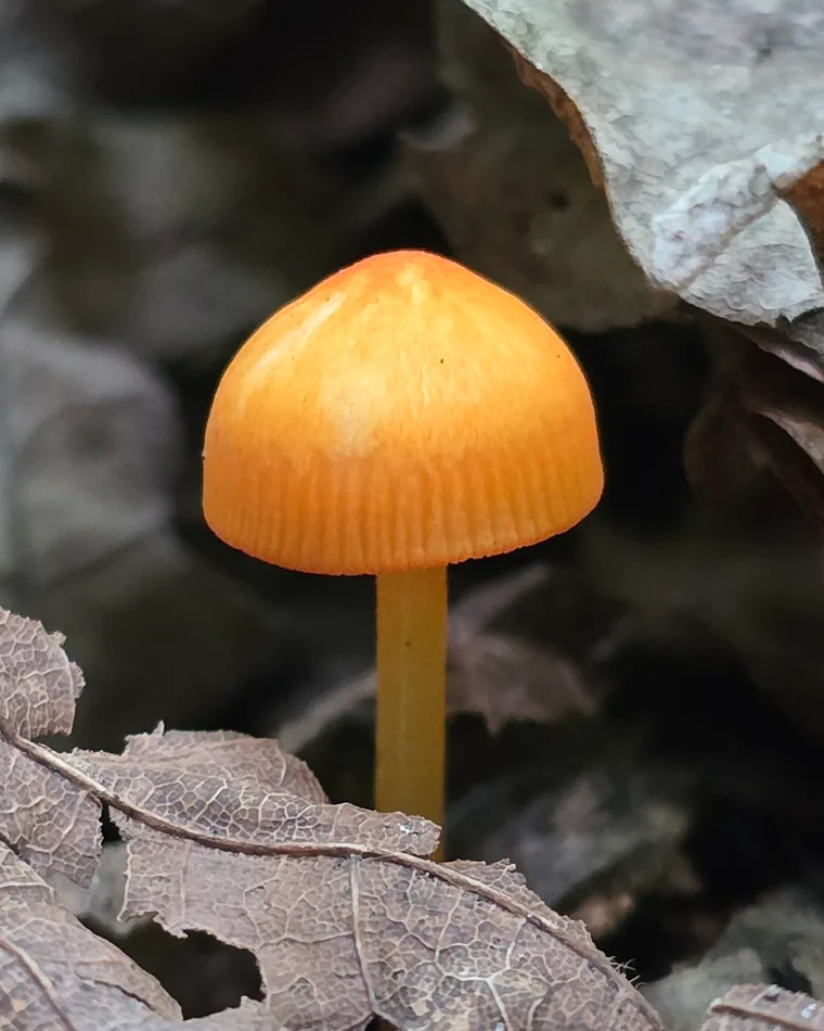A single small mushroom with a bright orange domed cap on a slender yellow stem, standing among dry fallen leaves on the forest floor.