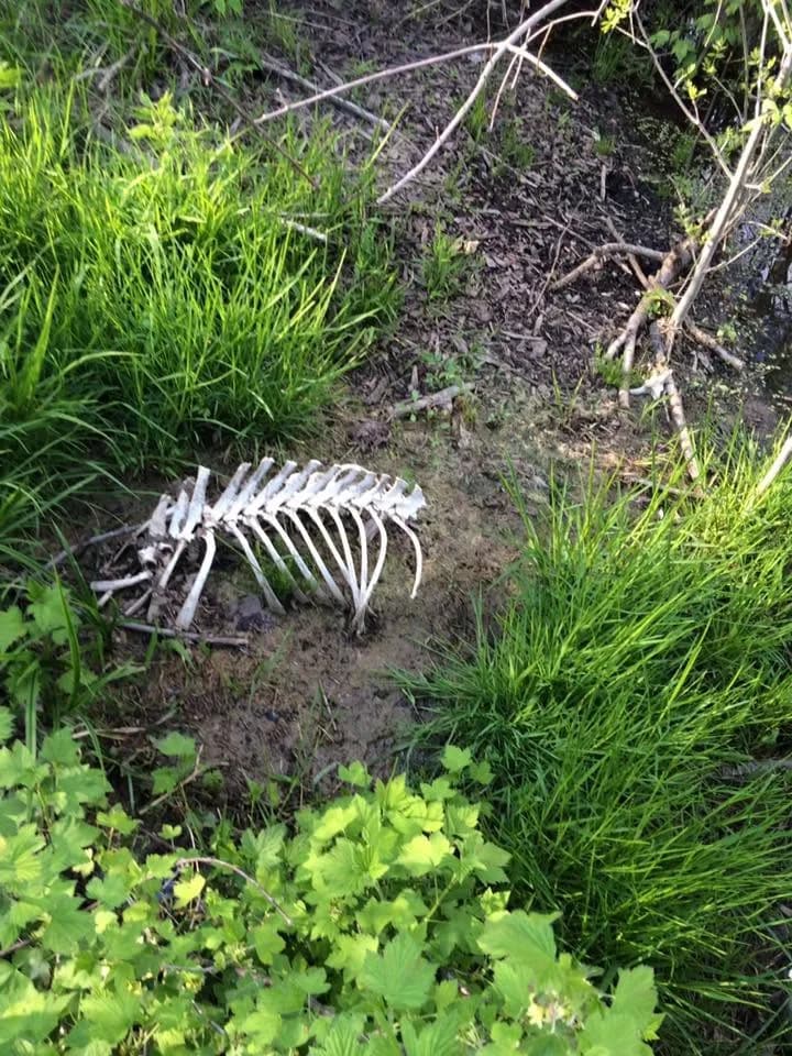 An animal skeletal remain, showing a spine and rib cage, lying on the muddy ground among green grass and brush near a wooded edge.